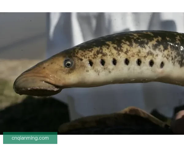 大肉蟒一寸寸地深入，惊悚背后竟藏着这般秘密！ 